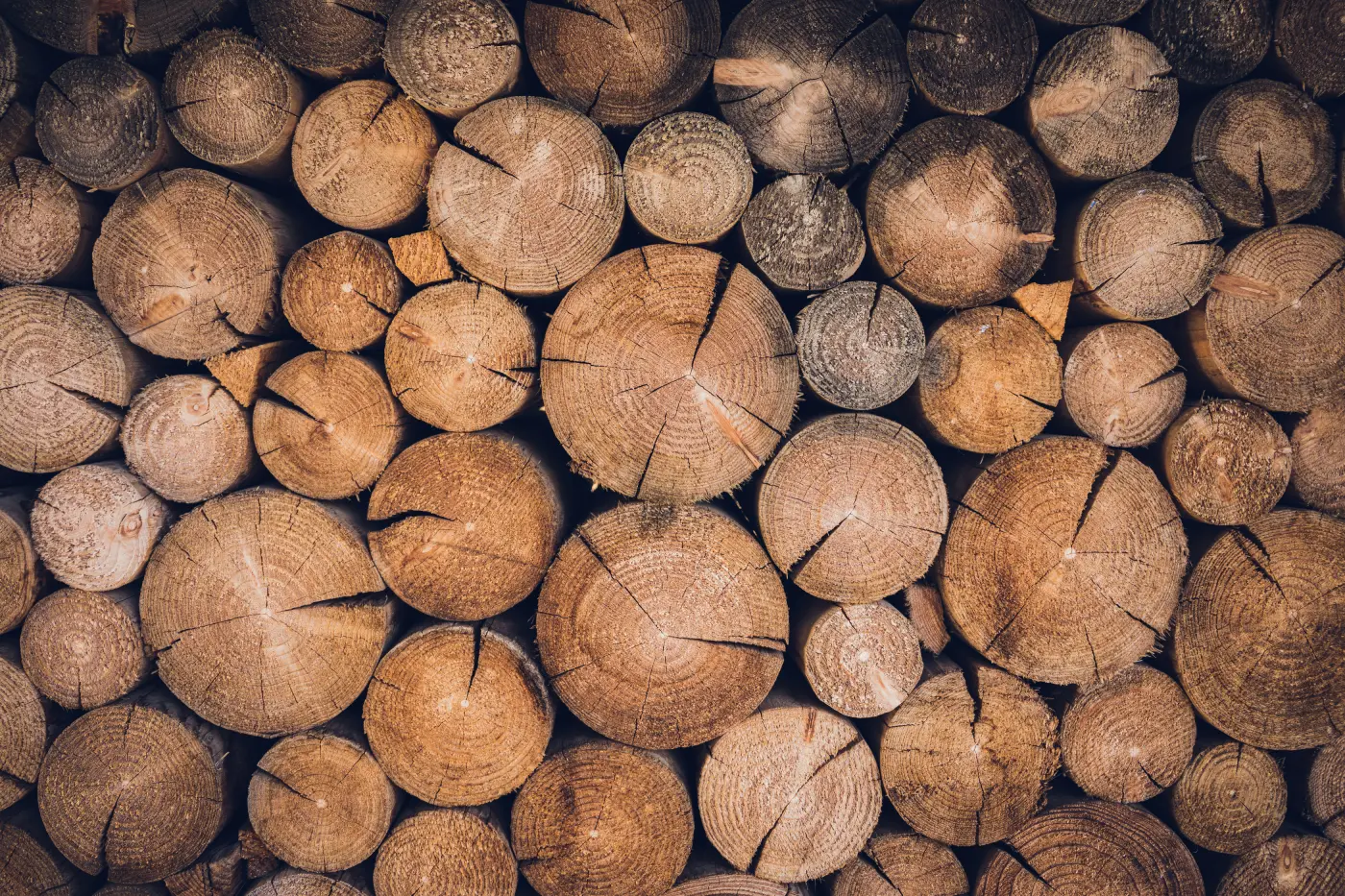 ¿Por qué elegir leña de encina para tu chimenea?